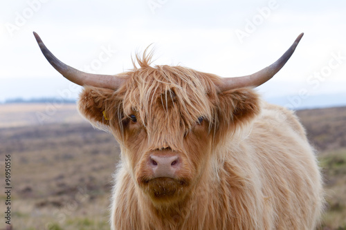 Highland cow at the side of the road on Dartmoor, Devon, England