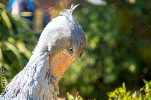 Balaeniceps rex photo