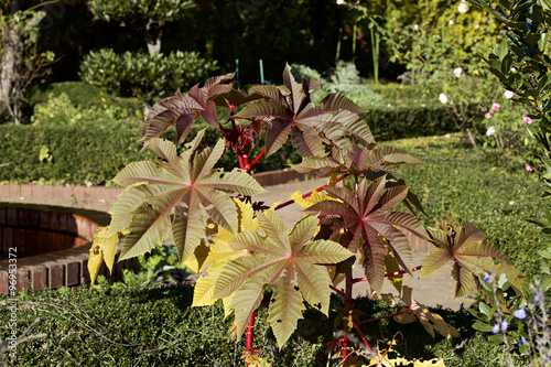 Castor bean in garden photo