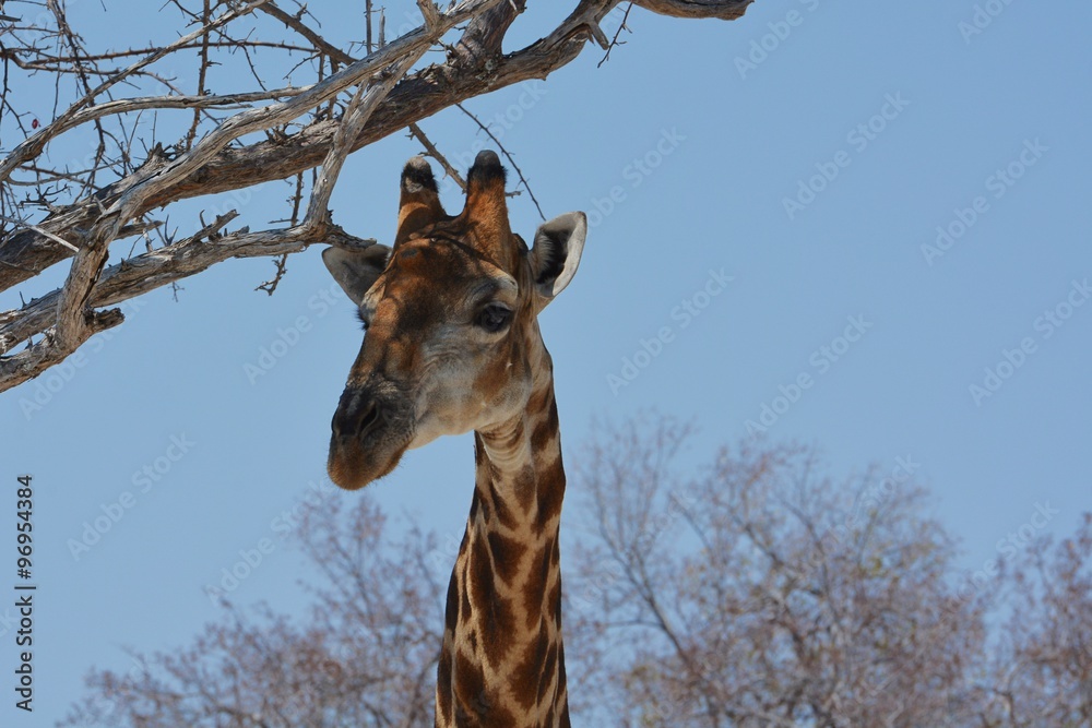 Obraz premium Steppengiraffe (giraffa camelopardalis) im Etosha Nationalpark