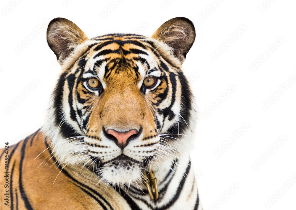 Stampa personalizzata quadro su tela: Young tiger isola... | Immagini per  arredo
