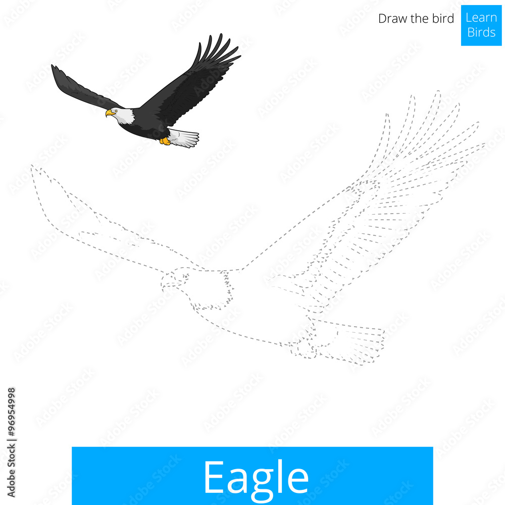 Fototapeta premium Eagle bird learn to draw vector