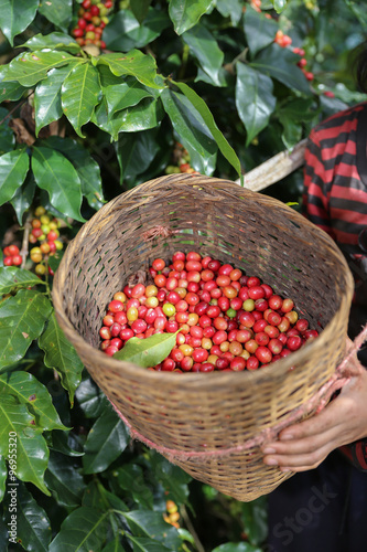 red berries coffee beans on basket wooden in farm