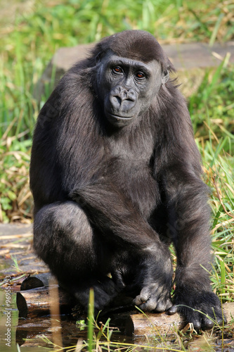 Gorilla © Edwin Butter