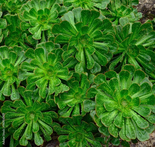 Rosettes of aeonium with raindrops