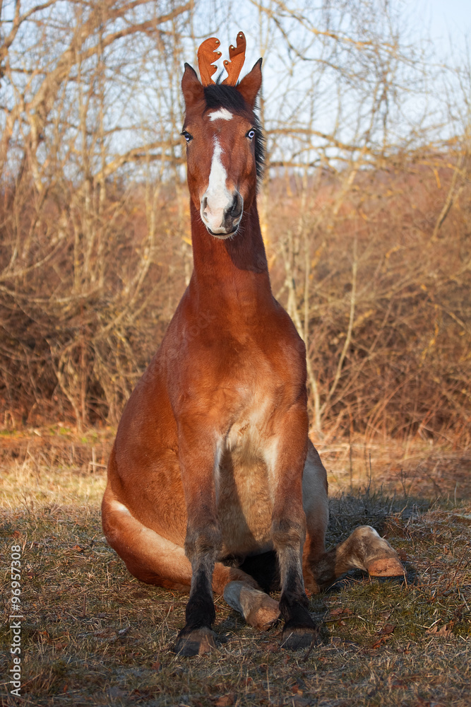 Christmas horse like deer Christmas horse like deer