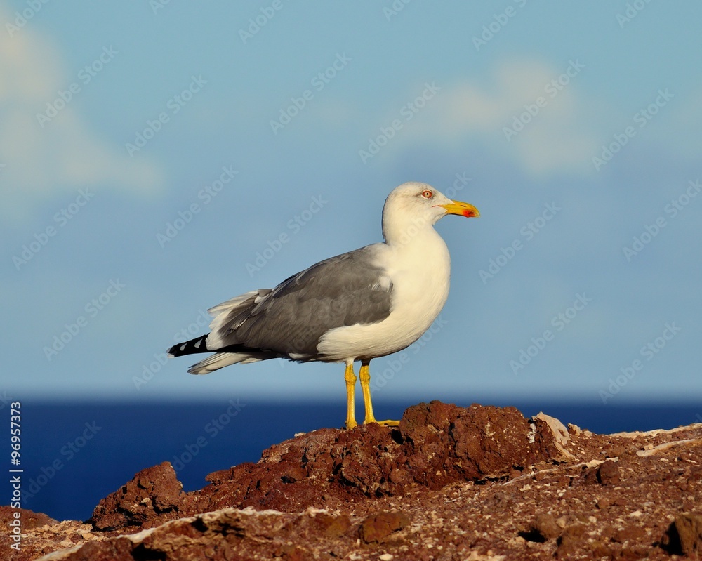 Obraz premium Herring gull
