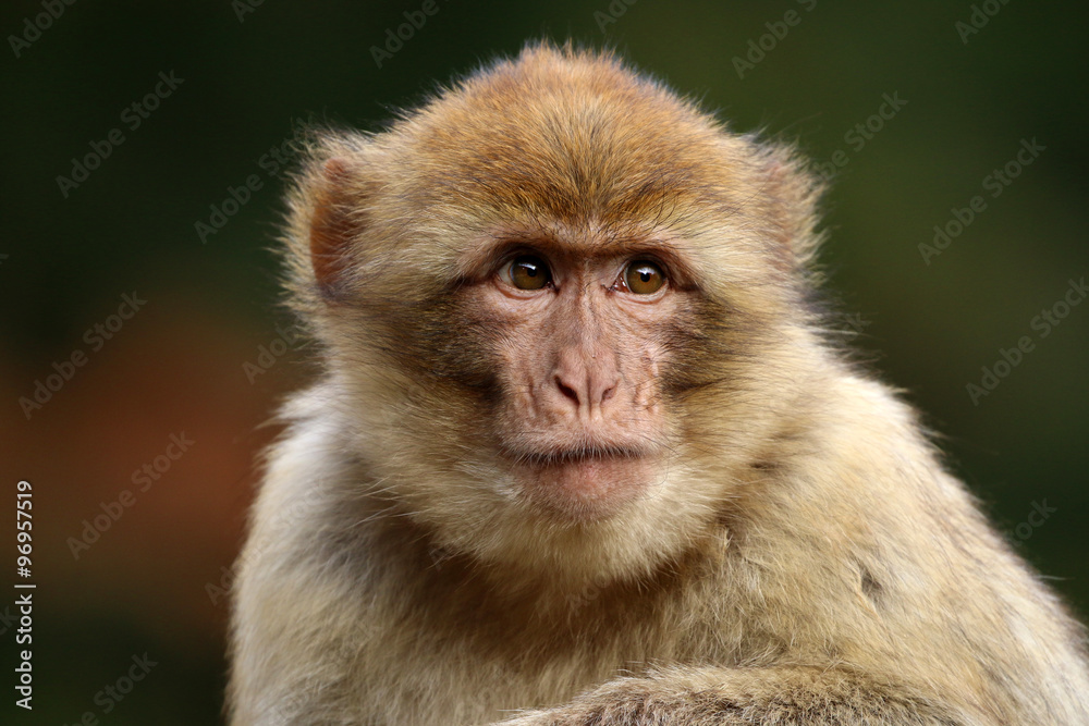 Macaca sylvanus Macaca sylvanus