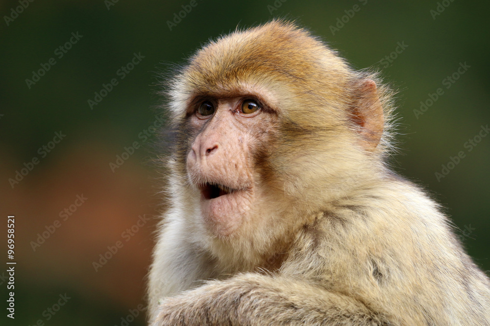 Macaca sylvanus Macaca sylvanus