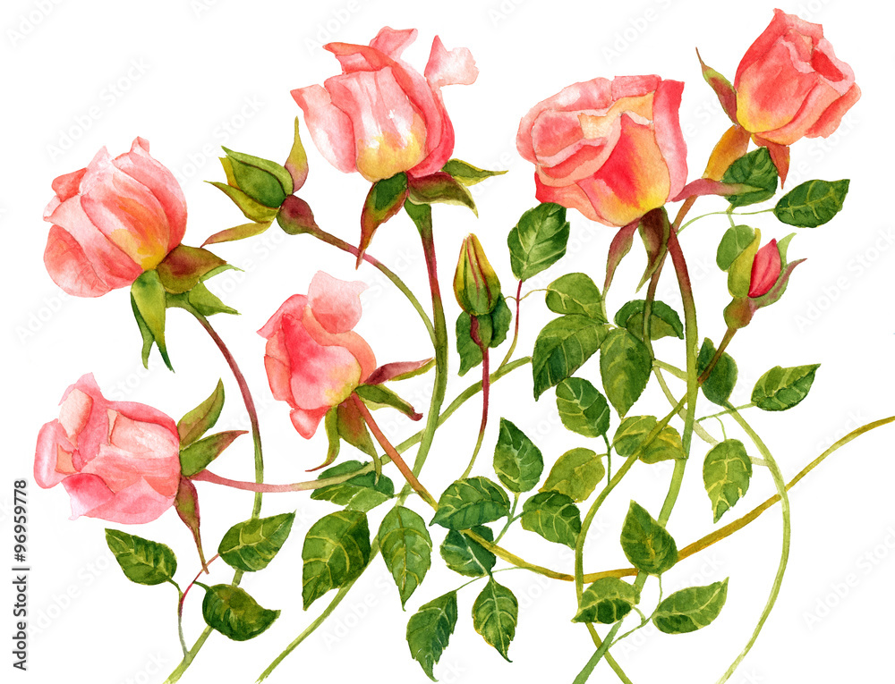 Bouquet of tender pink roses on white background