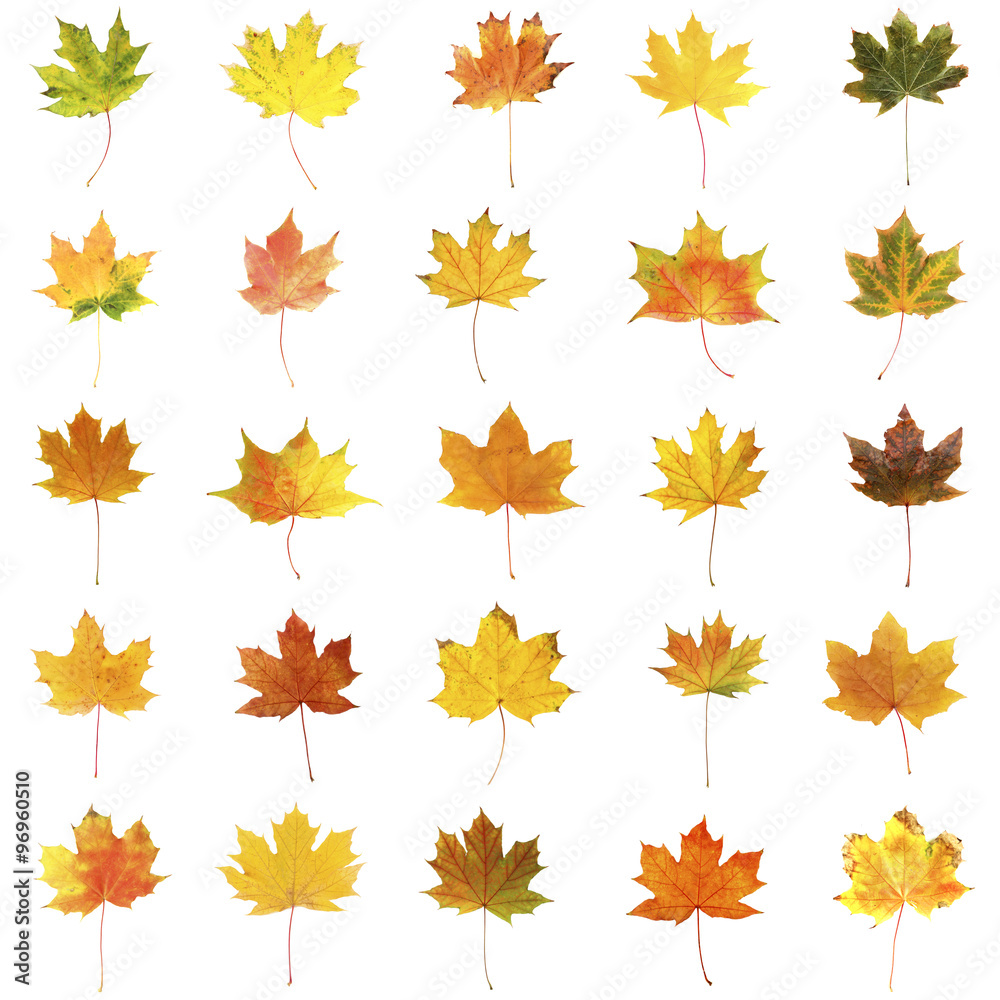 Different autumn leaves, isolated on white