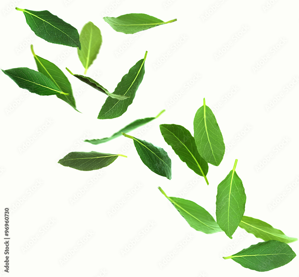 Fresh green bay leaves, isolated on white