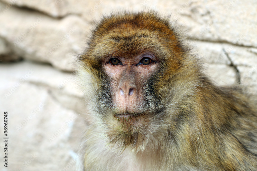 Obraz premium Macaca sylvanus