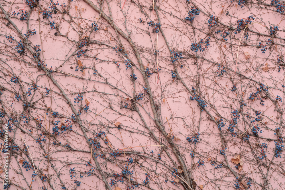 ivy and berries on a pink wall ivy and berries on a pink wall