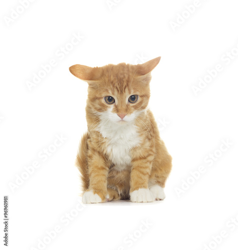 Funny lop-eared kitten