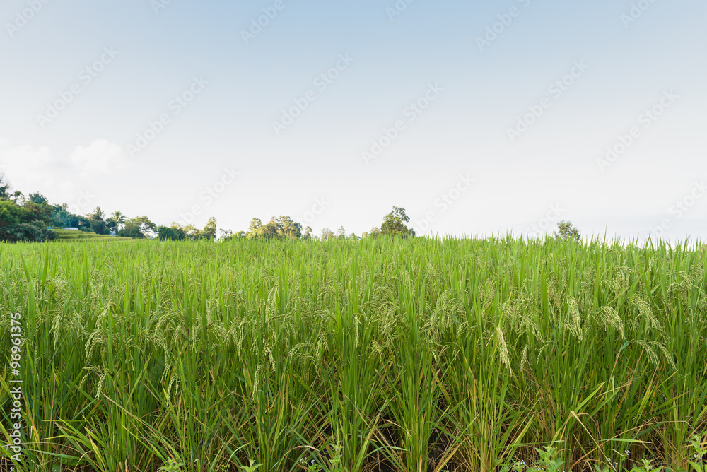 Close up of spike rice in Rice fields at Ban Pa Bong Piang,Mae C Close up of spike rice in Rice fields at Ban Pa Bong Piang,Mae C