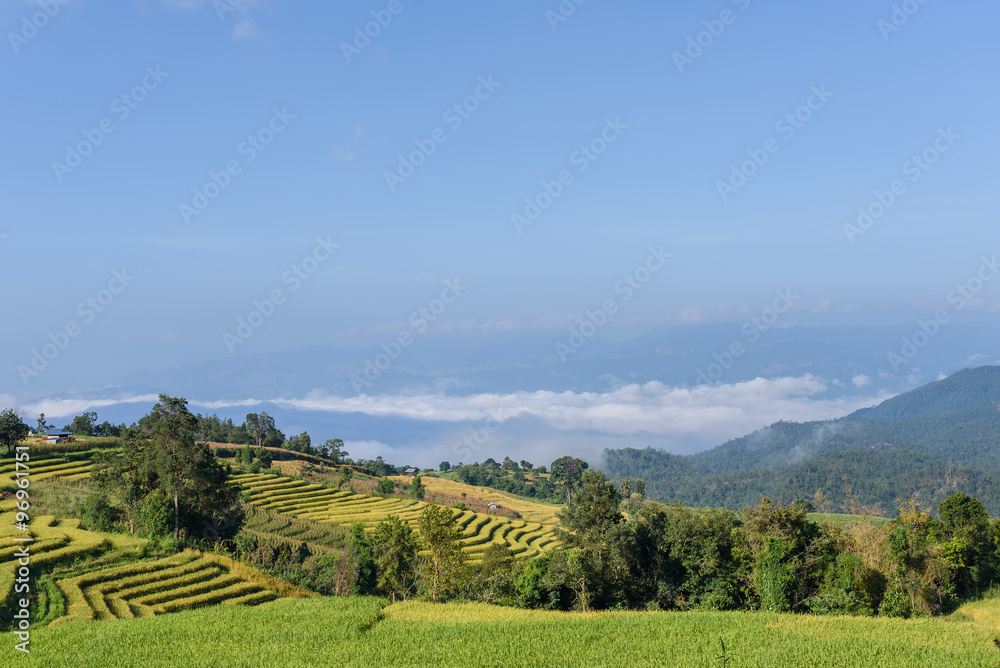 rice fields with morning mist at Ban Pa Bong Piang,Mae Cham, Chi