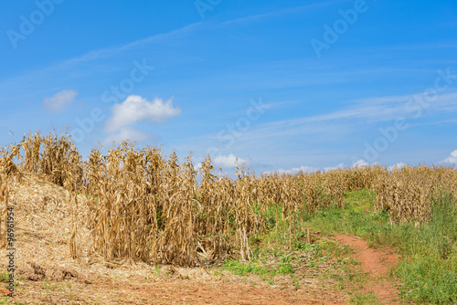 dead corn field after harvest season