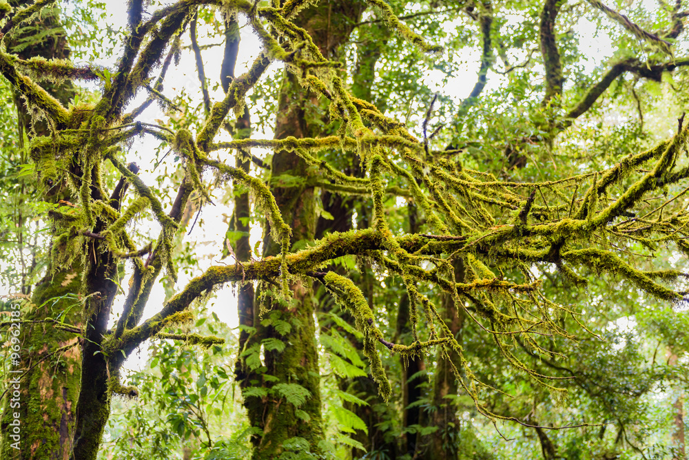 Fototapeta premium forest trees, nature green wood sunlight backgrounds, doi inthan