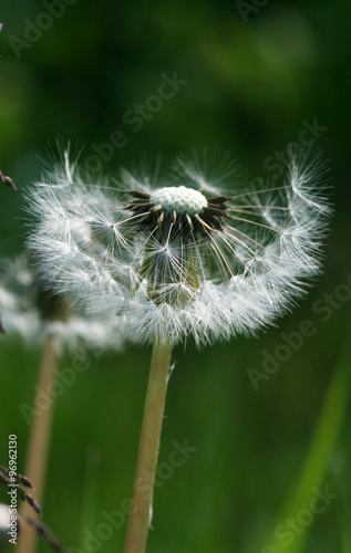 dandelion