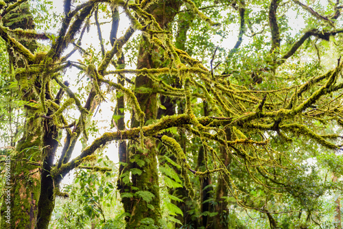 forest trees, nature green wood sunlight backgrounds, doi inthan © tothekop79