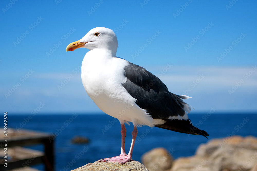 Fototapeta premium Seagull on the rocks, California, USA