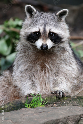 raccoon photo