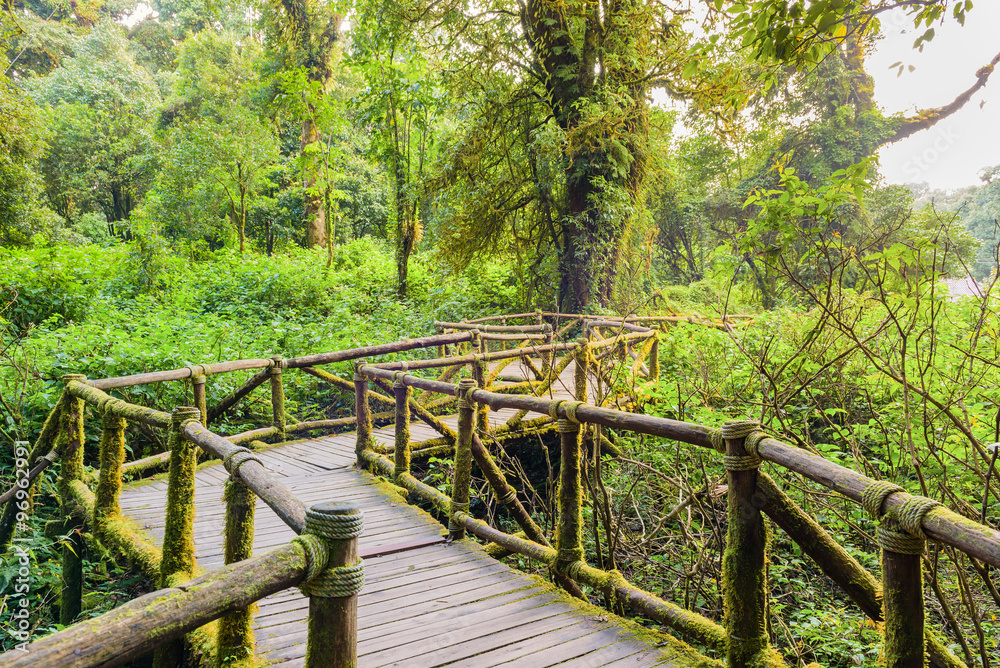 Moss around the wooden walkway in rain forest, bridge in to the