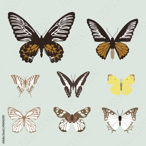 collection of realistic butterfies  animal vector illustration