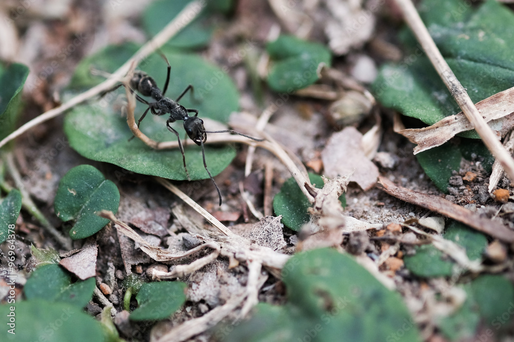 Black ant running on the forest ground