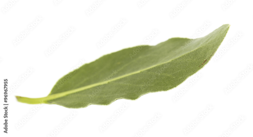 Fototapeta premium Fresh bay leaf, isolated on white