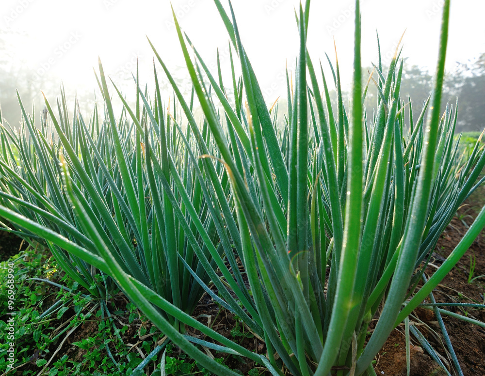 green spring onion in growth at vegetable garden green spring onion in growth at vegetable garden