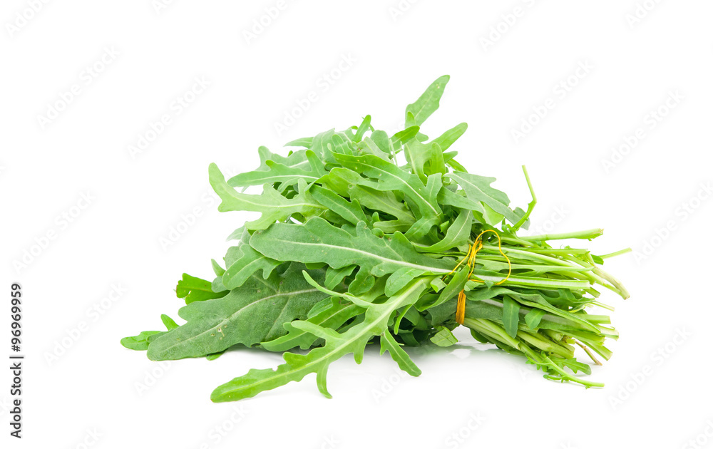 fresh arugula fresh arugula