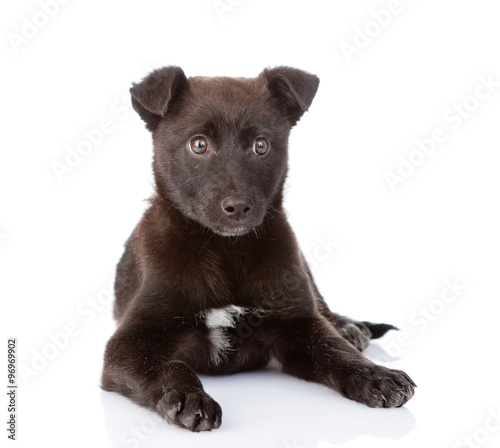 black crossbreed dog lying in front. isolated on white backgroun