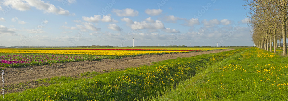 Fototapeta premium Bulb fields with tulips in spring 