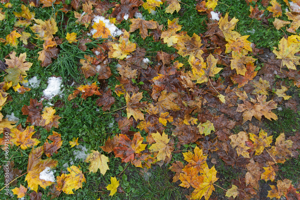 Fallen yellow leaves, green grass and snow. Off-season Fallen yellow leaves, green grass and snow. Off-season