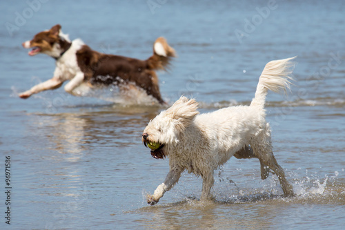Spielende Hunde am Strand © Bittner KAUFBILD.de