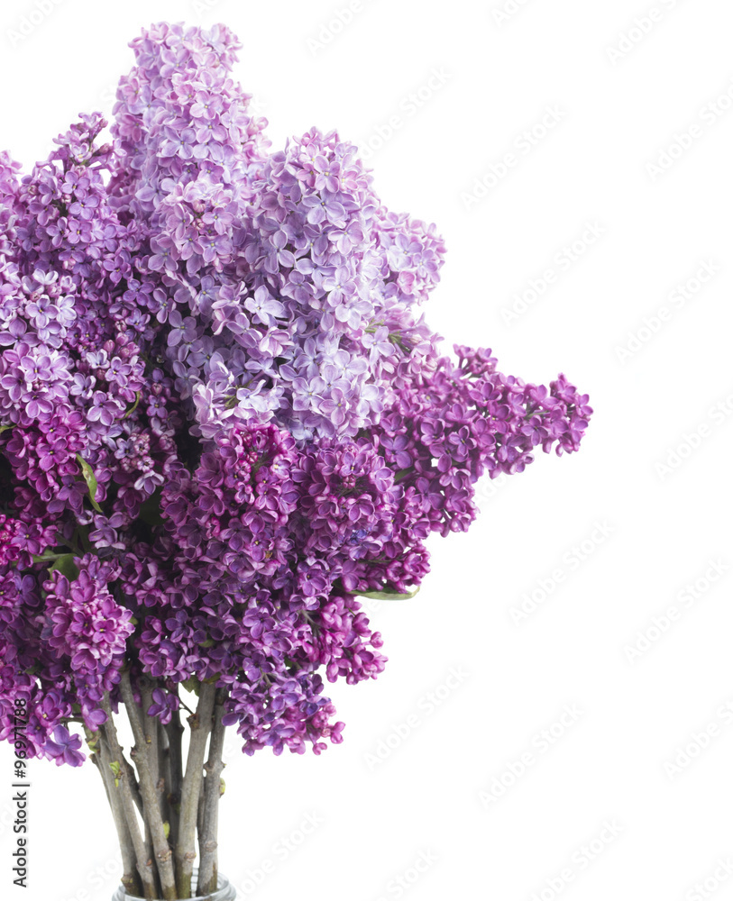 Obraz premium Lilac flowers on white