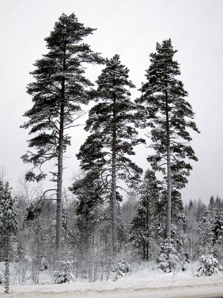 Fototapeta premium Te pine trees