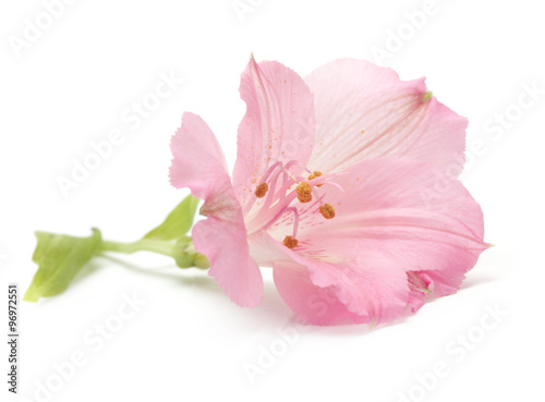 pink lily flower isolated on white