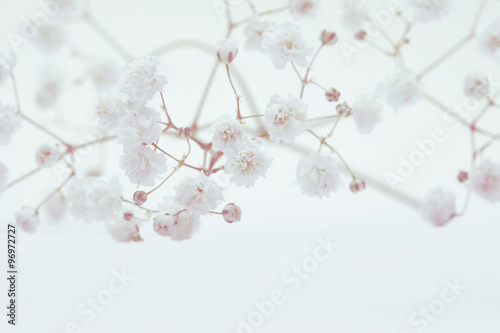 White flower on light background. Soft focus.