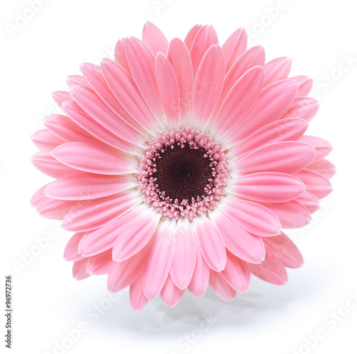 Photo gerbera flower isolated