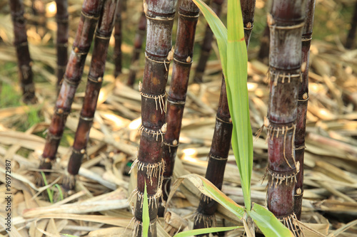 sugarcane in growth at field