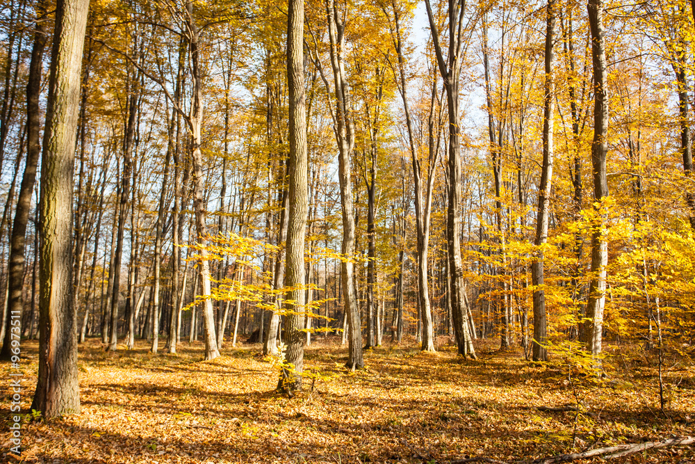Fototapeta premium autumn forest