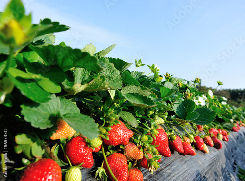 strawberry field photo