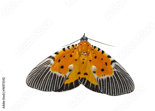 Isolated male of broad-winged tiger moth photo