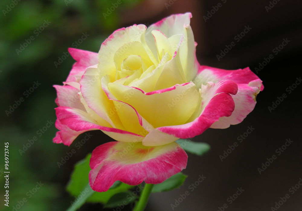 Naklejka premium rosa double delight