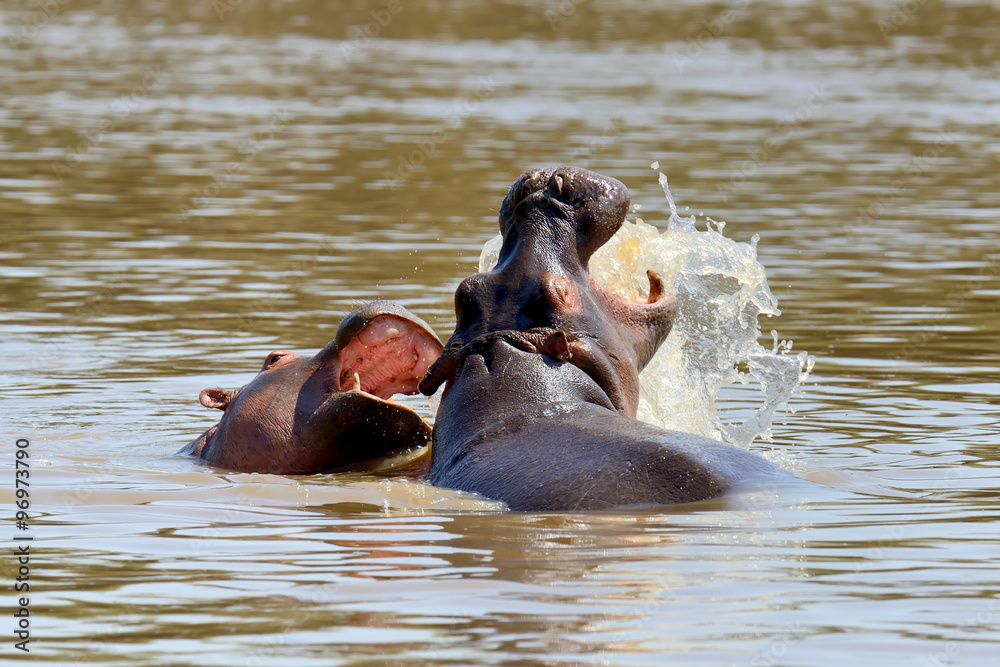 Fototapeta premium Hippo family. Kenya, Africa