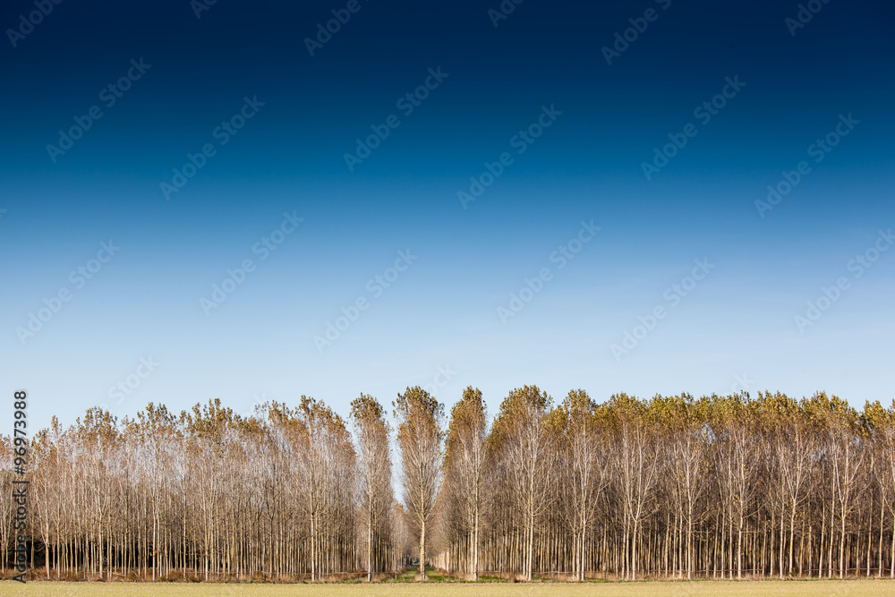 Fototapeta premium trunks birch trees