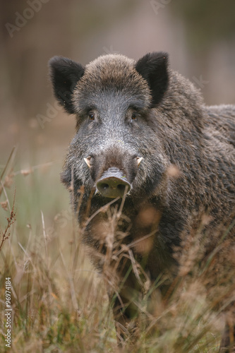 Male boar watching © Natureimmortal